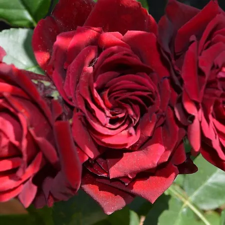 アパート La Piccola Loggia *